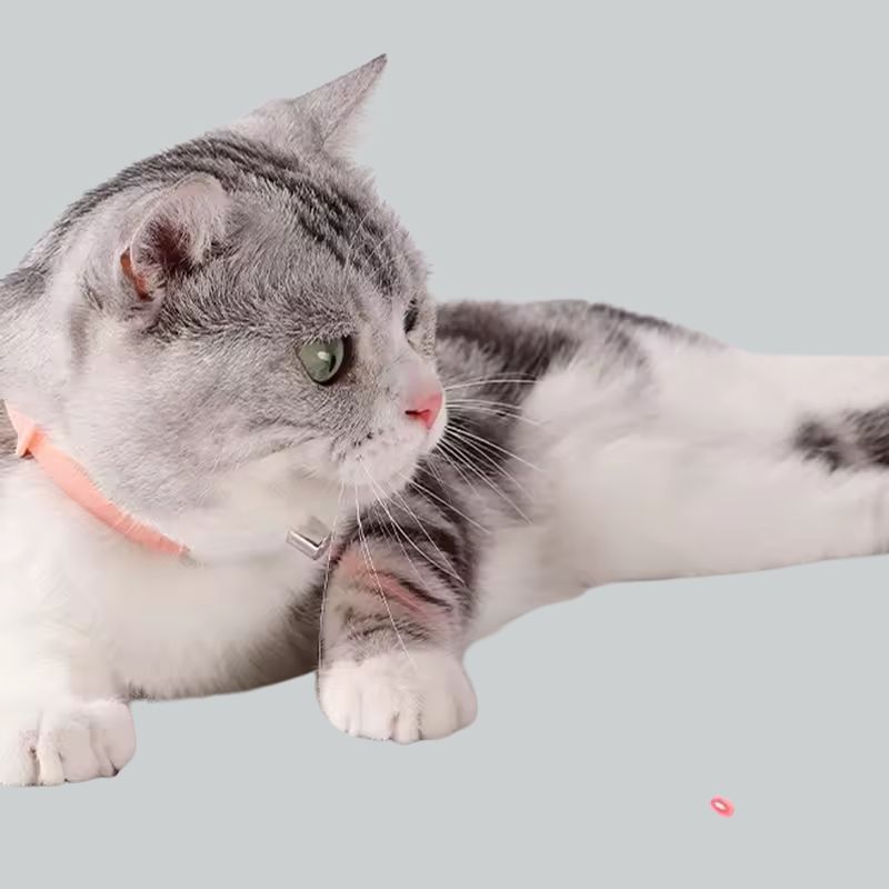 Collar Laser Pawmi