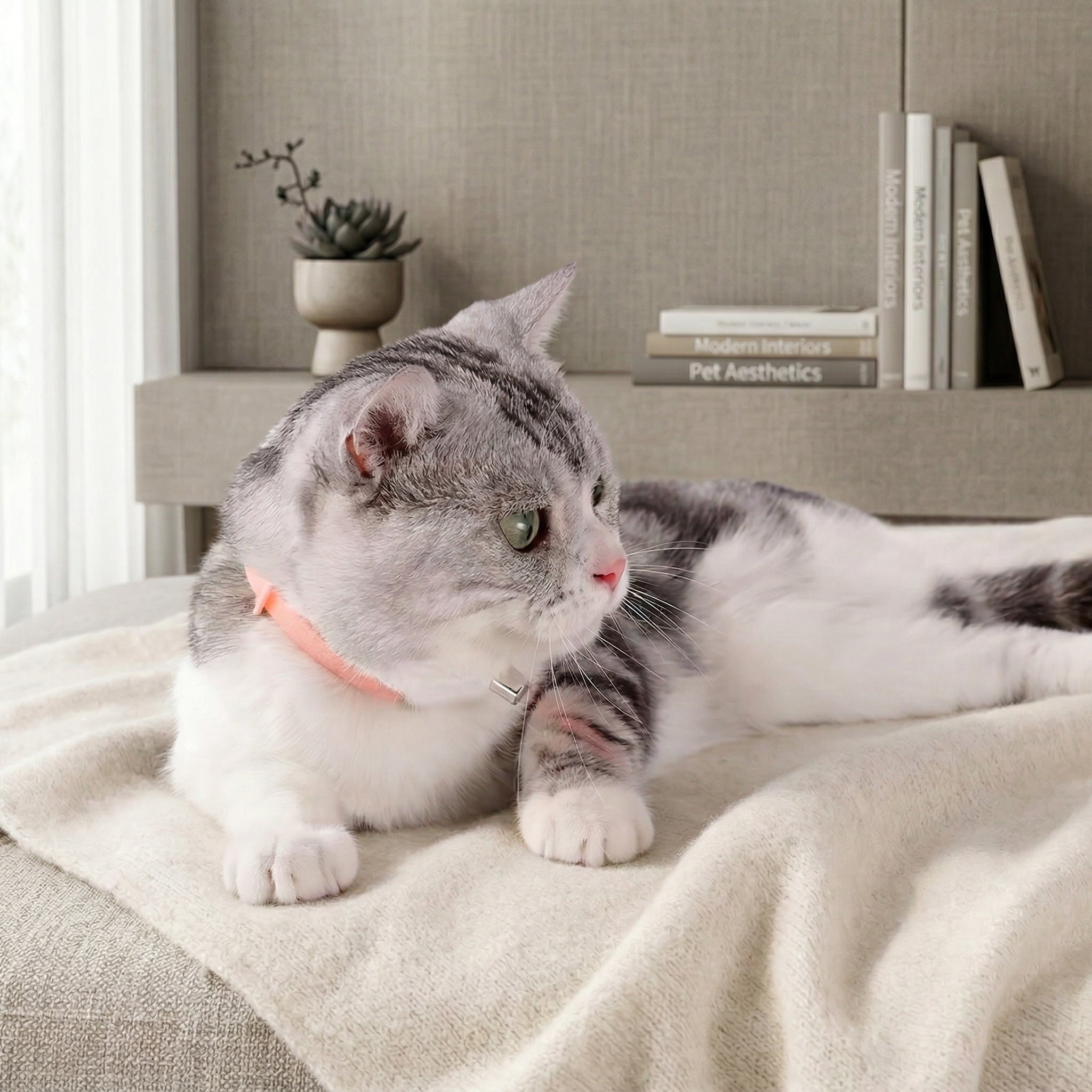 Collar Laser Pawmi